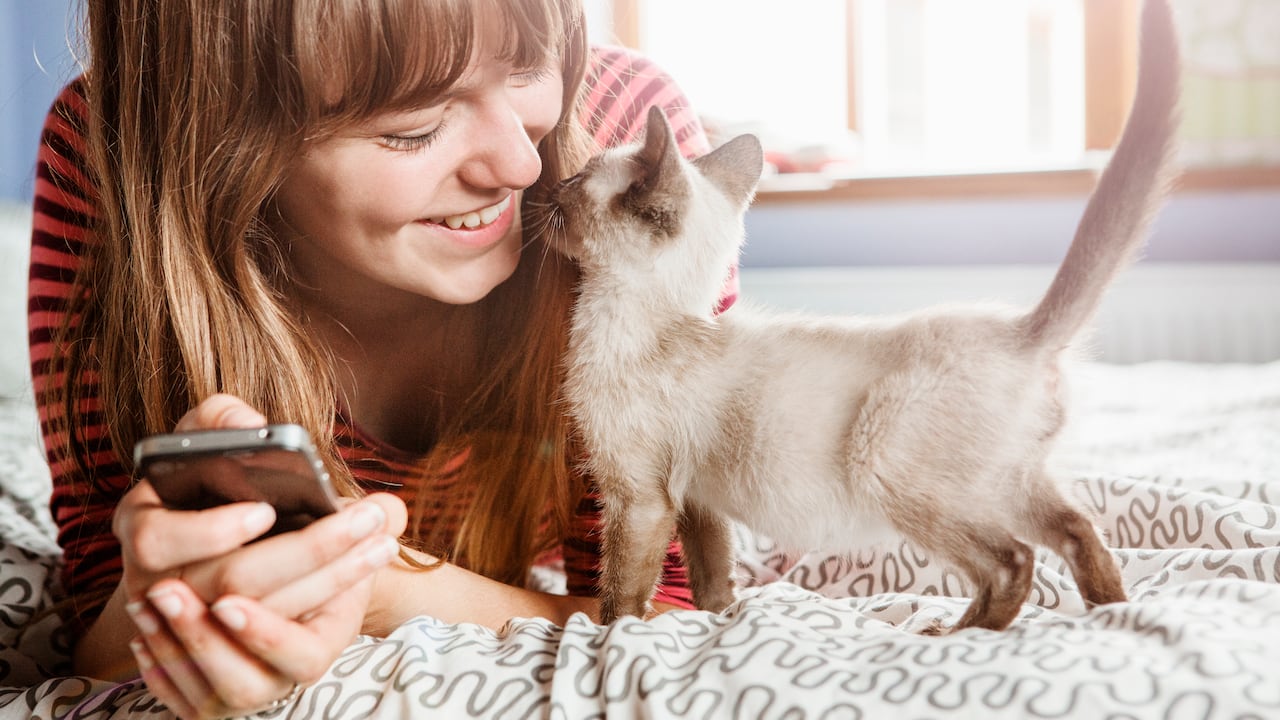 Los gatos son animales curiosos por naturaleza y están constantemente explorando su entorno.