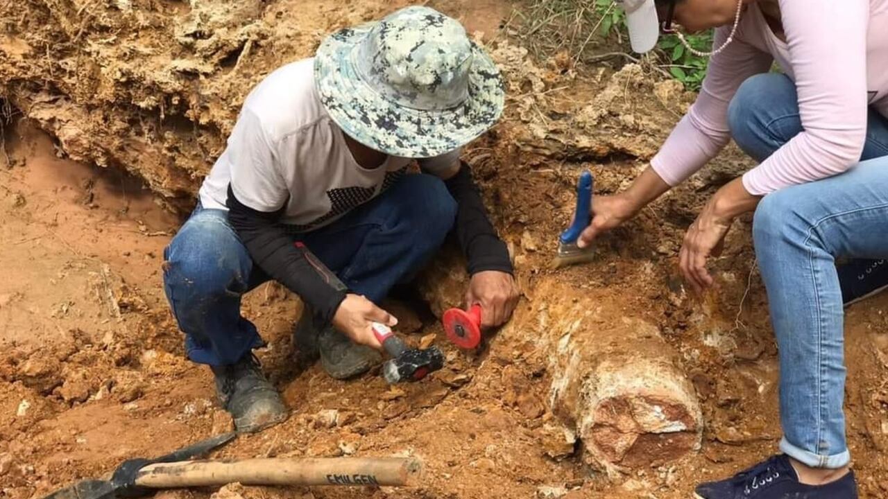 Colmillo de un mastodonte en Norte de Santander