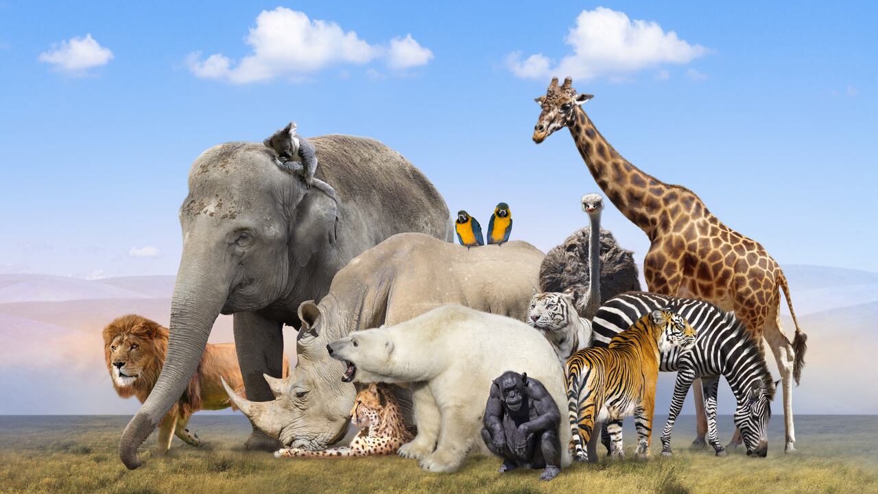 La WWF hace un llamado para que se haga un acuerdo global en pro de la conservación de la vida de los animales salvajes. Foto: Getty Images.