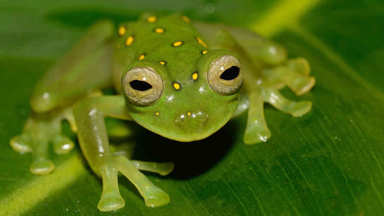 Los anfibios, como las ranas, se encuentran en el grupo de animales muy vulnerables a extinguirse por el aumento de las temperaturas y los cambios en su hábitat. Foto: WCS Colombia.