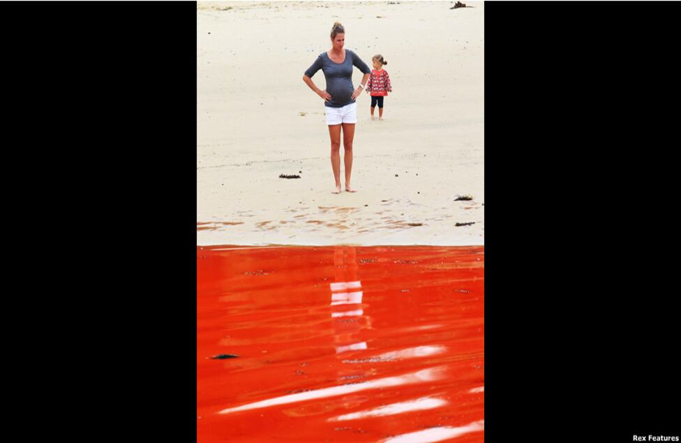 Una posibilidad es que un ascenso repentino de la temperatura del agua haya aumentado la cantidad de algas.
