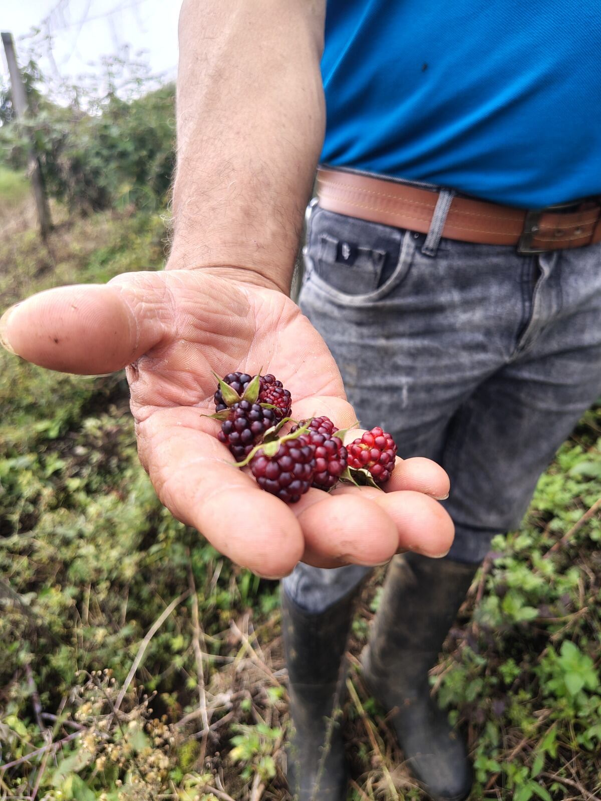 Un joven agricultor sostiene moras en el campo, actividad que se desarrolla en el marco de iniciativas que buscan fortalecer proyectos rurales.