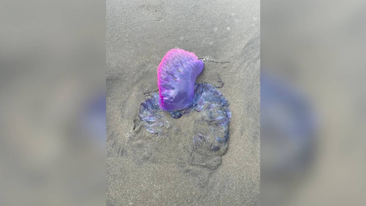 La Fragata o Carabela Portuguesa apareció en las playas de Cartagena. Foto: cortesía https://epacartagena.gov.co/