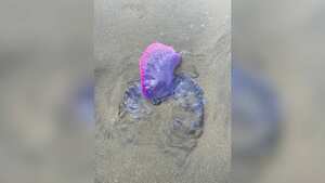 La Fragata o Carabela Portuguesa apareció en las playas de Cartagena. Foto: cortesía https://epacartagena.gov.co/