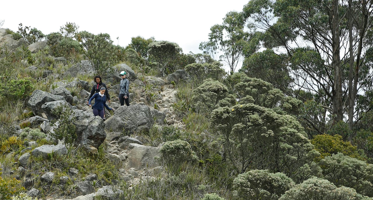 El camino que lleva al páramo de Las Moyas es desde hace cinco meses un punto de encuentro semanal de grupos de 60 personas que lo recorren buscando ejercitarse y disfrutar de la naturaleza en medio de la localidad de Chapinero.