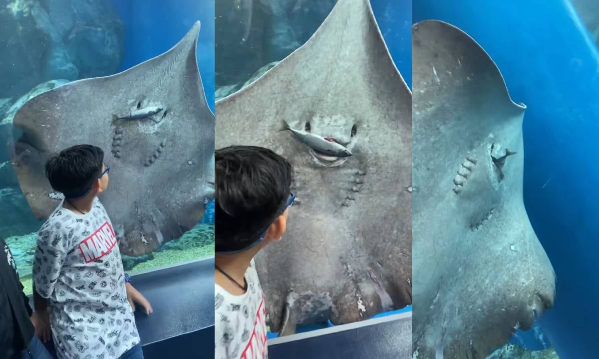 “Si esto te traumatiza, un mapache que explota cuando es atropellado por un camión que va a 60 te asustaría hasta la muerte”, son algunos de los comentarios al video que tiene casi 4 millones de me gusta en la red social