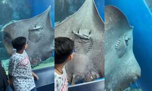 “Si esto te traumatiza, un mapache que explota cuando es atropellado por un camión que va a 60 te asustaría hasta la muerte”, son algunos de los comentarios al video que tiene casi 4 millones de me gusta en la red social