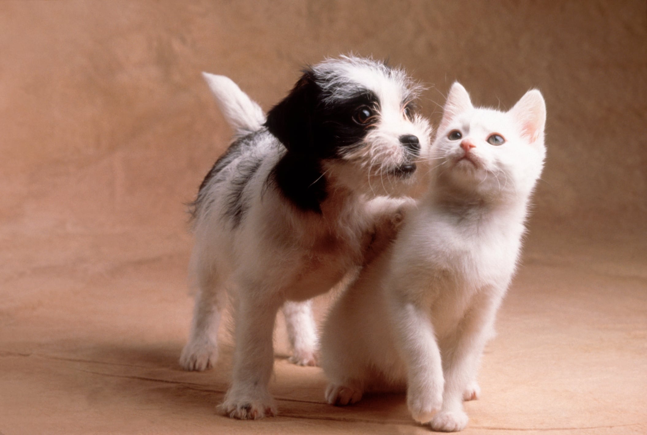 perros y gatos