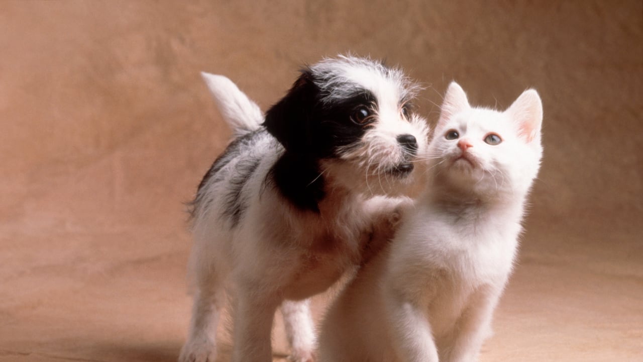 Compartir con perros o gatos tiene diferencias sicológicas.