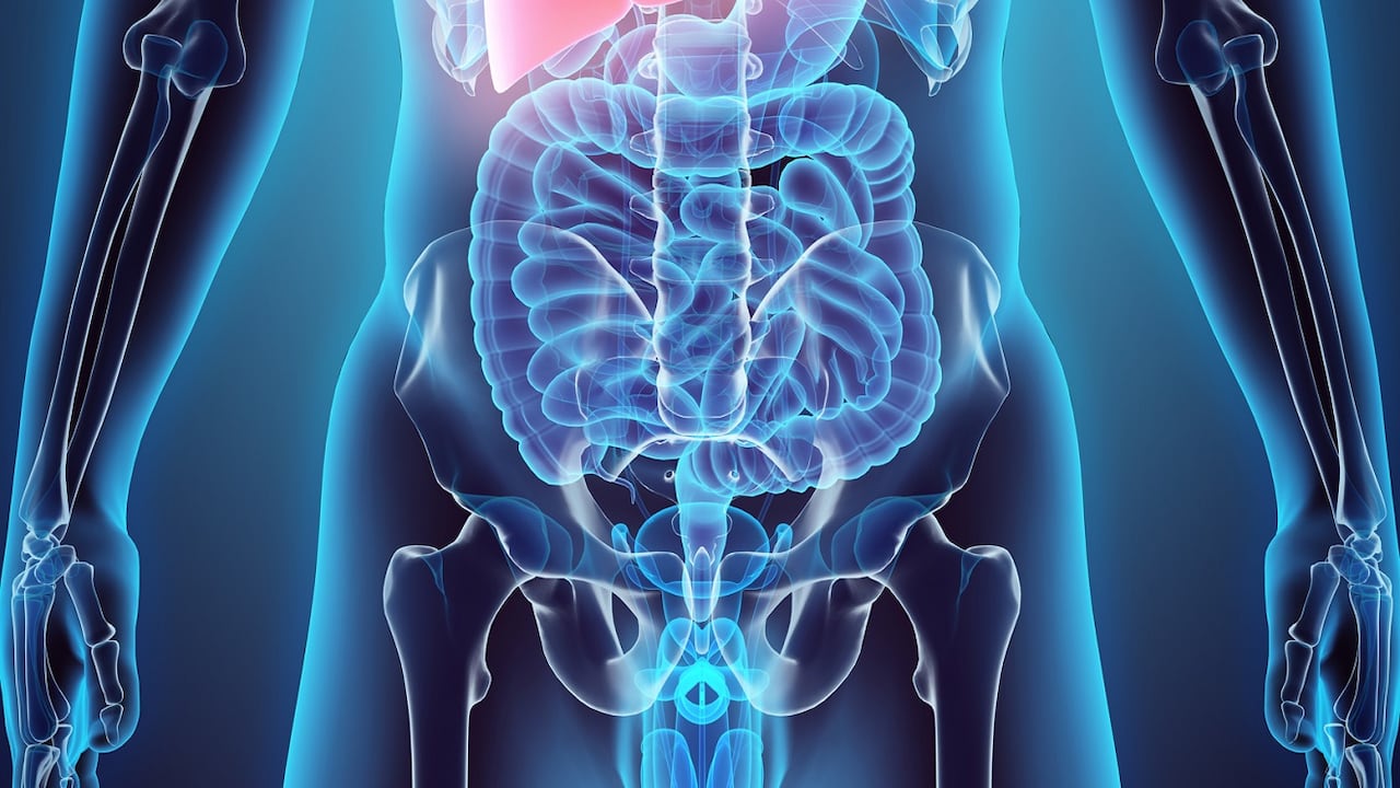 Este órgano cumple funciones importantes para el organismo.