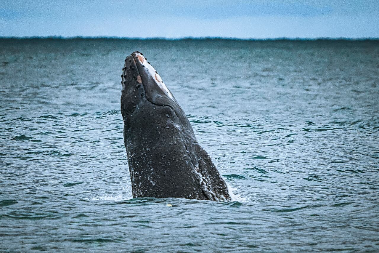 Al Pacifico llegan los mamíferos mas grandes de la tierra, la temporada de ballenas, atrae a miles de turistas que llegan al puerto de Buenaventura atraídos por la ilusión de ver estos animales. Los grandes cetáceos visitan las aguas cálidas del pacífico entre agosto y noviembre para reproducirse