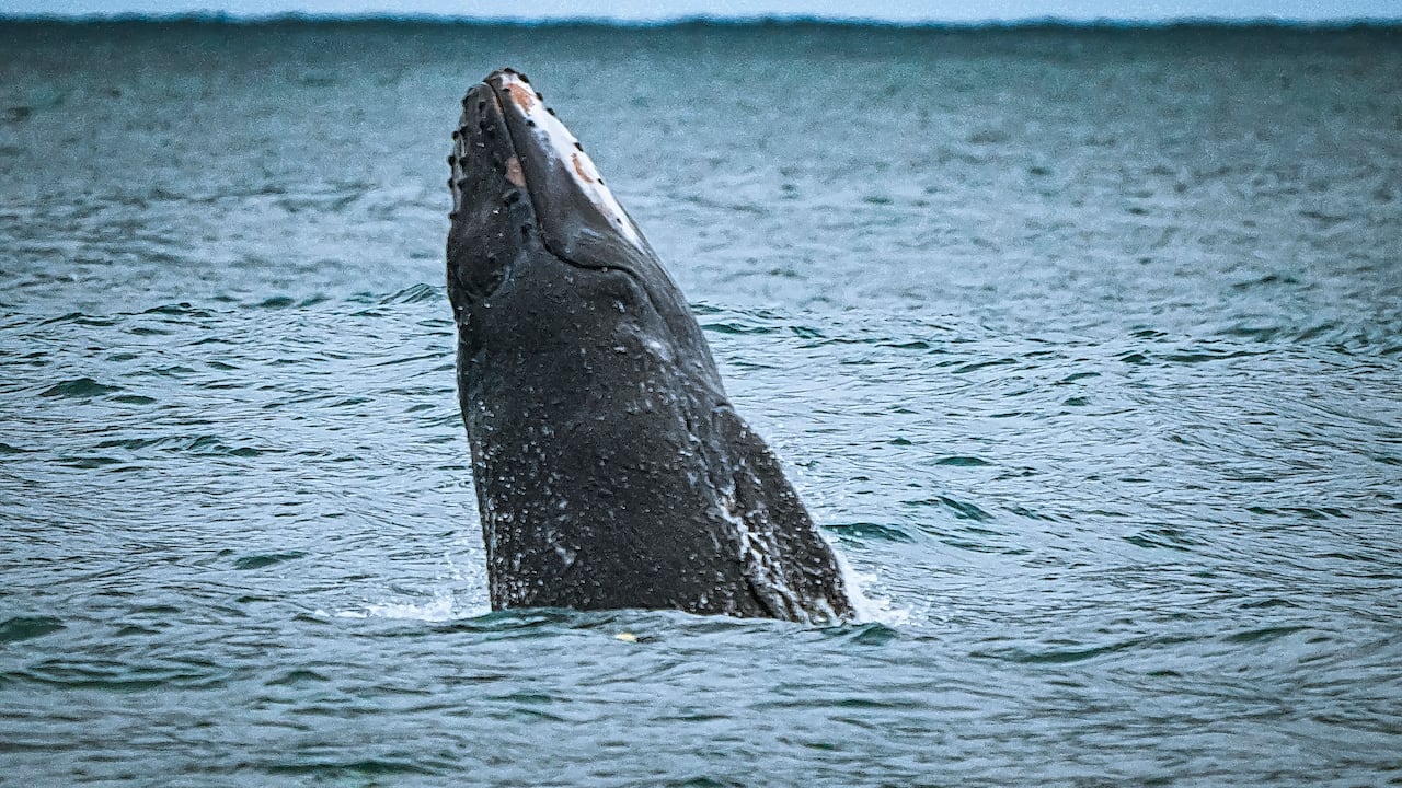 Al Pacifico llegan los mamíferos mas grandes de la tierra, la temporada de ballenas, atrae a miles de turistas que llegan al puerto de Buenaventura atraídos por la ilusión de ver estos animales. Los grandes cetáceos visitan las aguas cálidas del pacífico entre agosto y noviembre para reproducirse