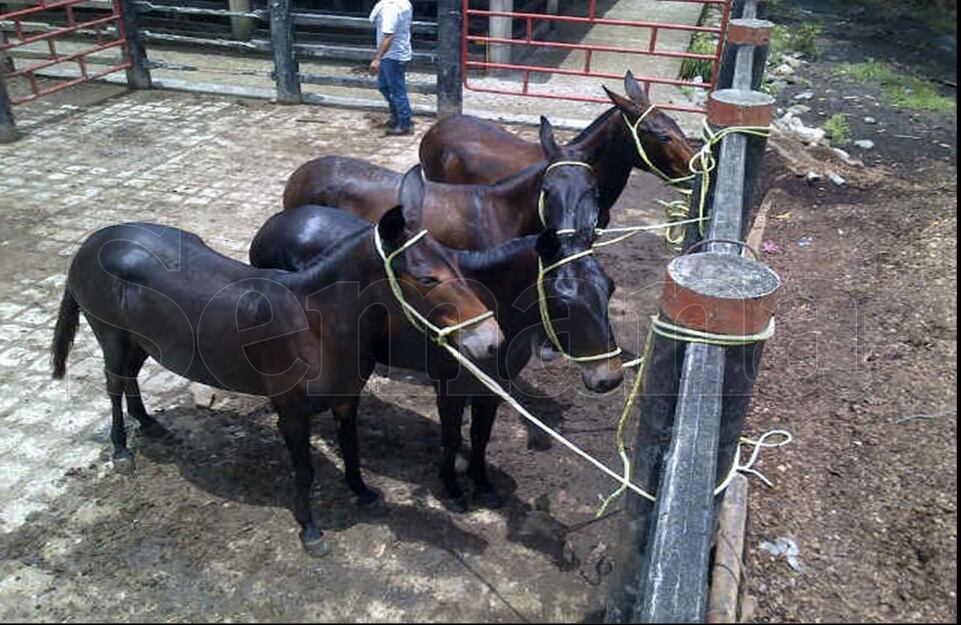 Estas son algunas de las mulas de origen español que tiene alias Otoniel. Cada animal de estos puede costar hasta 40 millones de pesos. (Archivo SEMANA)