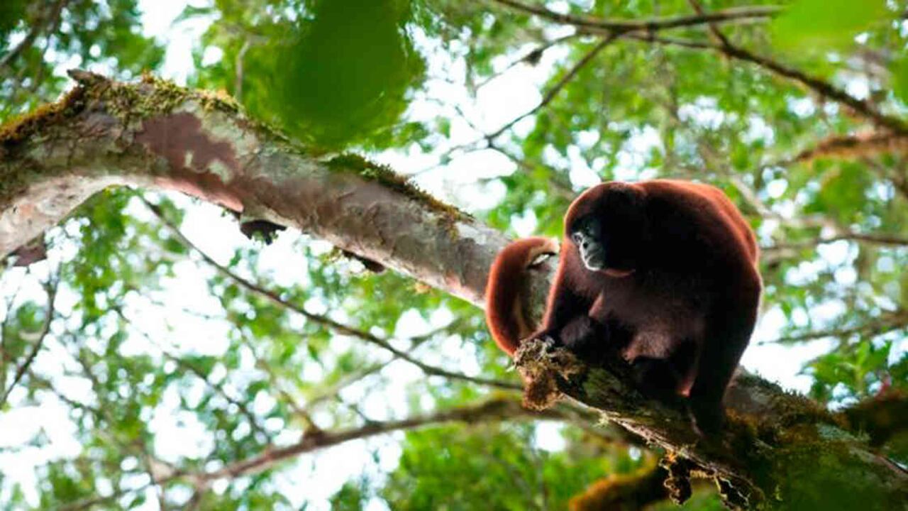 Por su gran tamaño, necesitan de árboles grandes con ramas gruesas para sobrevivir. Sin árboles se les acaba la vida. Foto de Andrew Wamsley / NPC