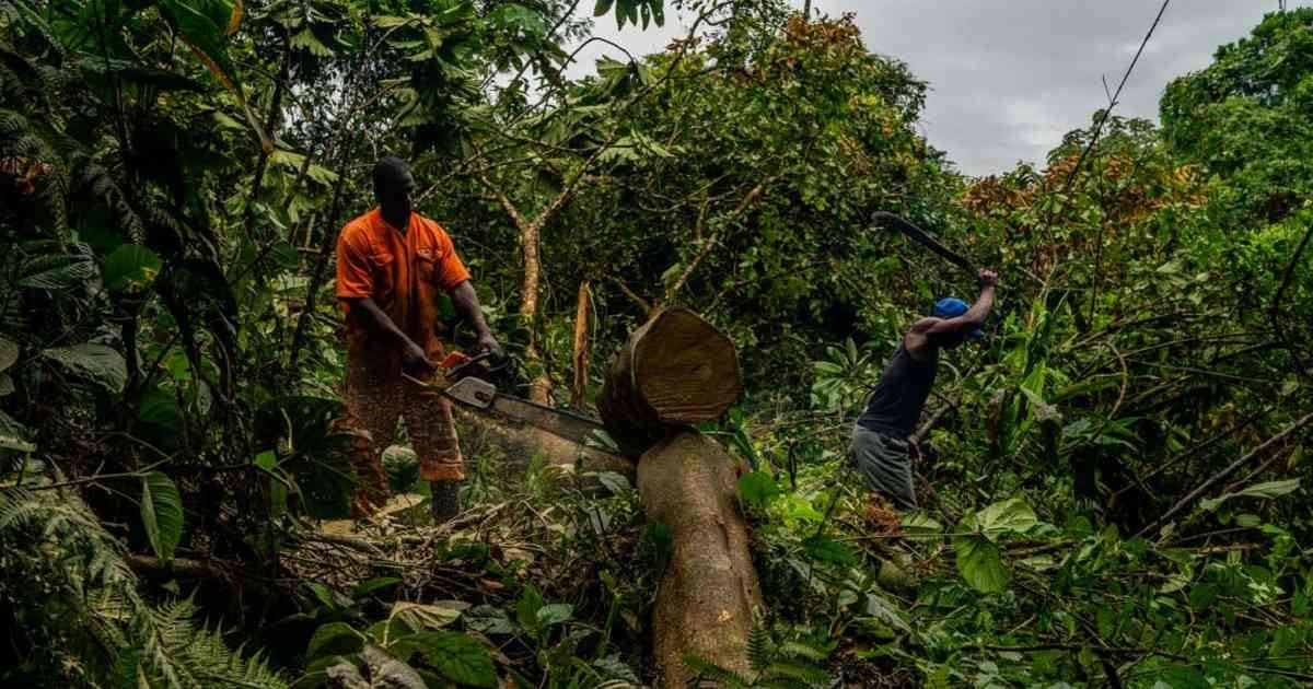La tala se hace bajo acuerdos dentro de la misma comunidad que permitan mantener el bosque en pie.  La madera sigue siendo una de las pocas fuentes de ingresos para estas comunidades. Foto: David Fayad