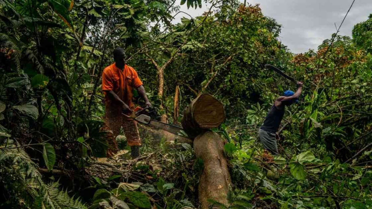 La tala se hace bajo acuerdos dentro de la misma comunidad que permitan mantener el bosque en pie. La madera sigue siendo una de las pocas fuentes de ingresos para estas comunidades. Foto: David Fayad