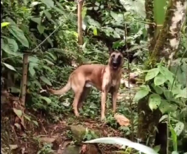A pesar de los avistamientos de un canino similar, se asegura que "Wilson no deja ninguna pista".