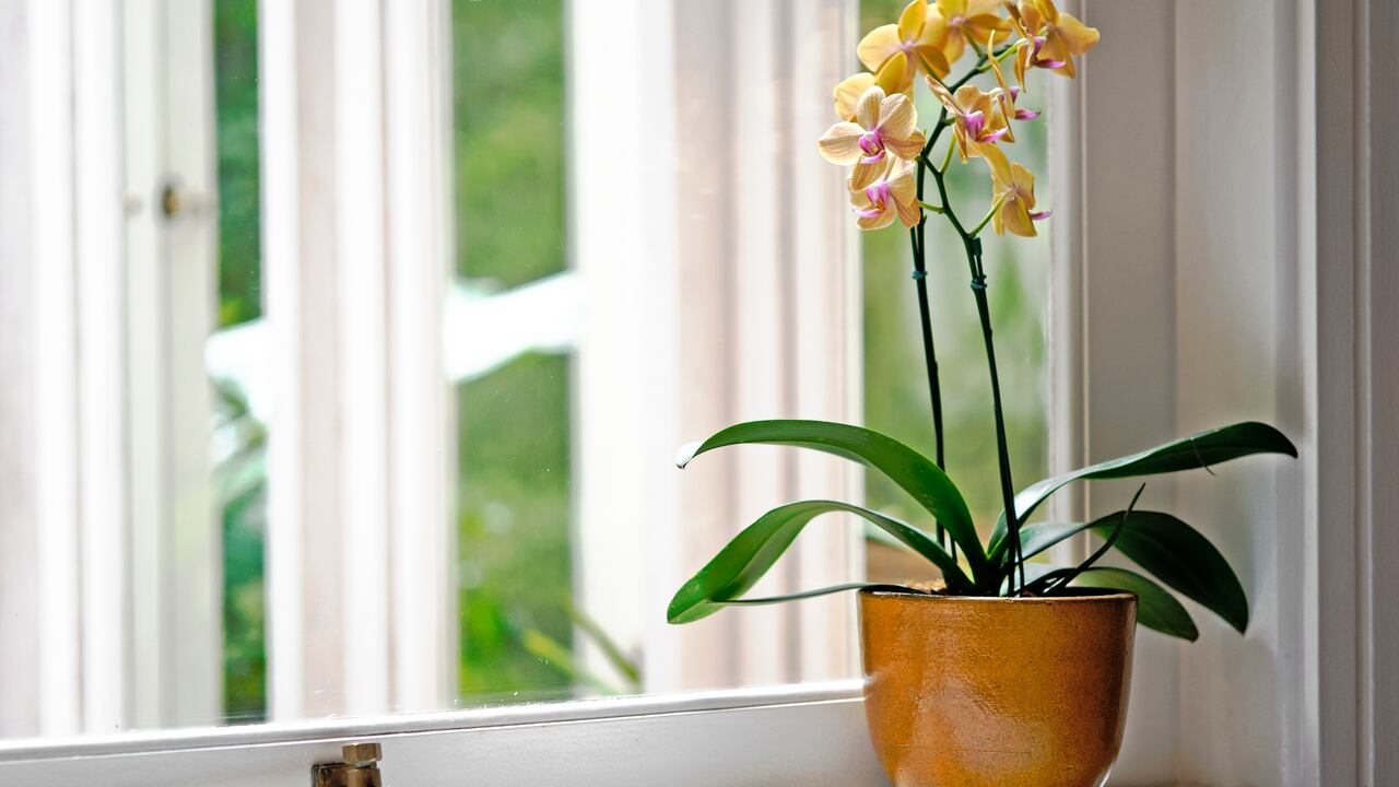 El cultivo de las orquídeas requiere de diversos cuidados a tener en cuenta.