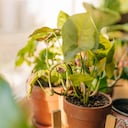 Algunas especies son más vulnerables a los cambios bruscos de temperatura, especialmente después de un trasplante.