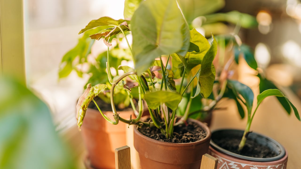 La falta de agua, la poca ventilación y el sol intenso pueden debilitar las plantas.