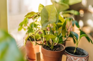 Algunas especies son más vulnerables a los cambios bruscos de temperatura, especialmente después de un trasplante.