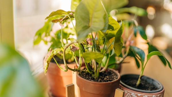 Algunas especies son más vulnerables a los cambios bruscos de temperatura, especialmente después de un trasplante.