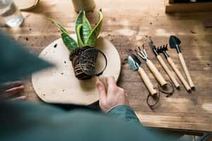 Desentrañando misterios: la lengua de suegra y su significado oculto en el feng shui al florecer.