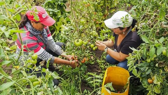 La cartera actual de las mujeres rurales con el Banco Agrario asciende a $2,7 billones distribuidos en 252.496 obligaciones.