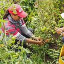 La cartera actual de las mujeres rurales con el Banco Agrario asciende a $2,7 billones distribuidos en 252.496 obligaciones.