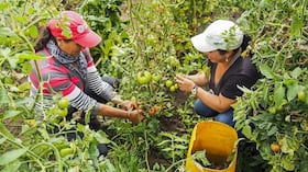 La cartera actual de las mujeres rurales con el Banco Agrario asciende a $2,7 billones distribuidos en 252.496 obligaciones.