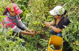 La cartera actual de las mujeres rurales con el Banco Agrario asciende a $2,7 billones distribuidos en 252.496 obligaciones.