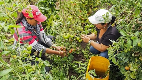 La cartera actual de las mujeres rurales con el Banco Agrario asciende a $2,7 billones distribuidos en 252.496 obligaciones.