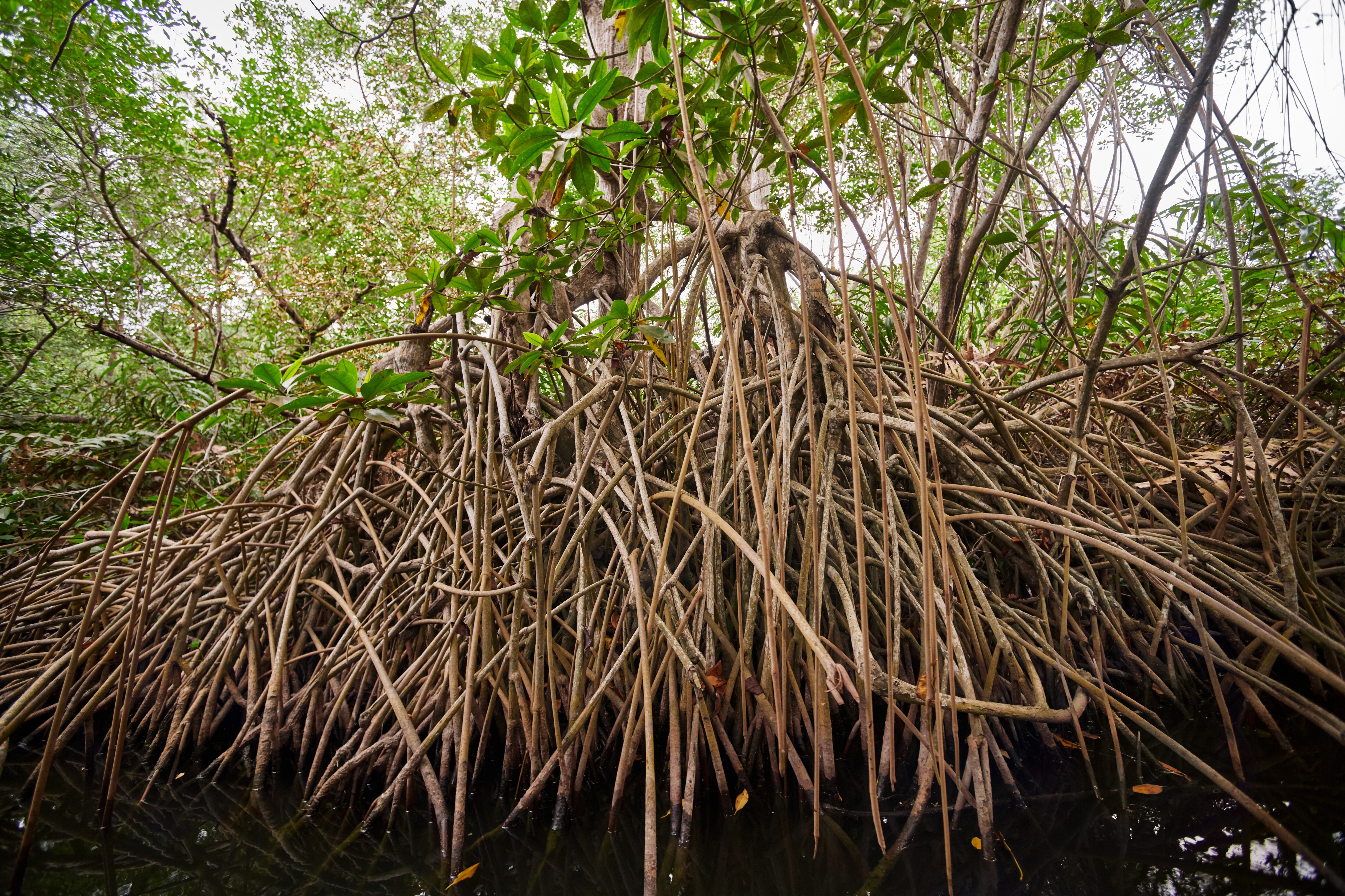 La estrategia “Vida Manglar combina conservación ecosistémica, fortalecimiento comunitario y acceso a mercados internacionales de carbono.