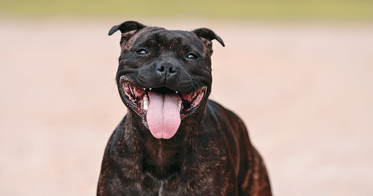 Perros pitbull asesinaron a su dueño.
