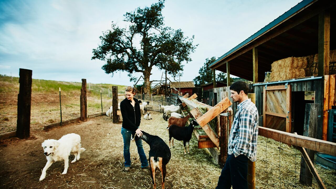 Un funcionario de Northern Powergrid, compañía de distribución eléctrica del lugar, dijo que “la tormenta provocó la caída de un árbol en el terreno de un cliente y derribó una sección de la línea eléctrica aérea.