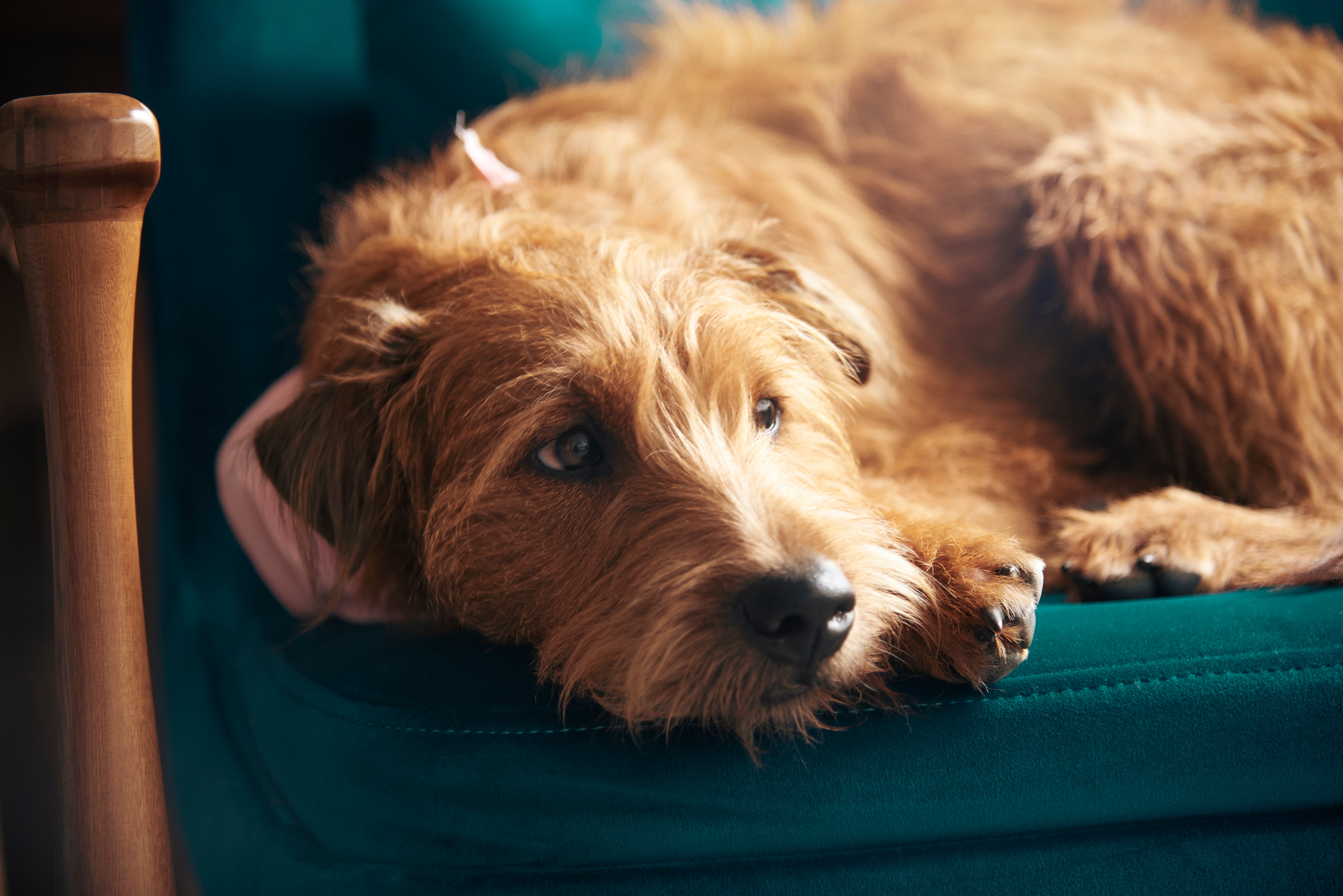 Juan Diego Ruiz, CEO y fundador de Movet