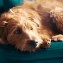 Perro /Aplicación Movet