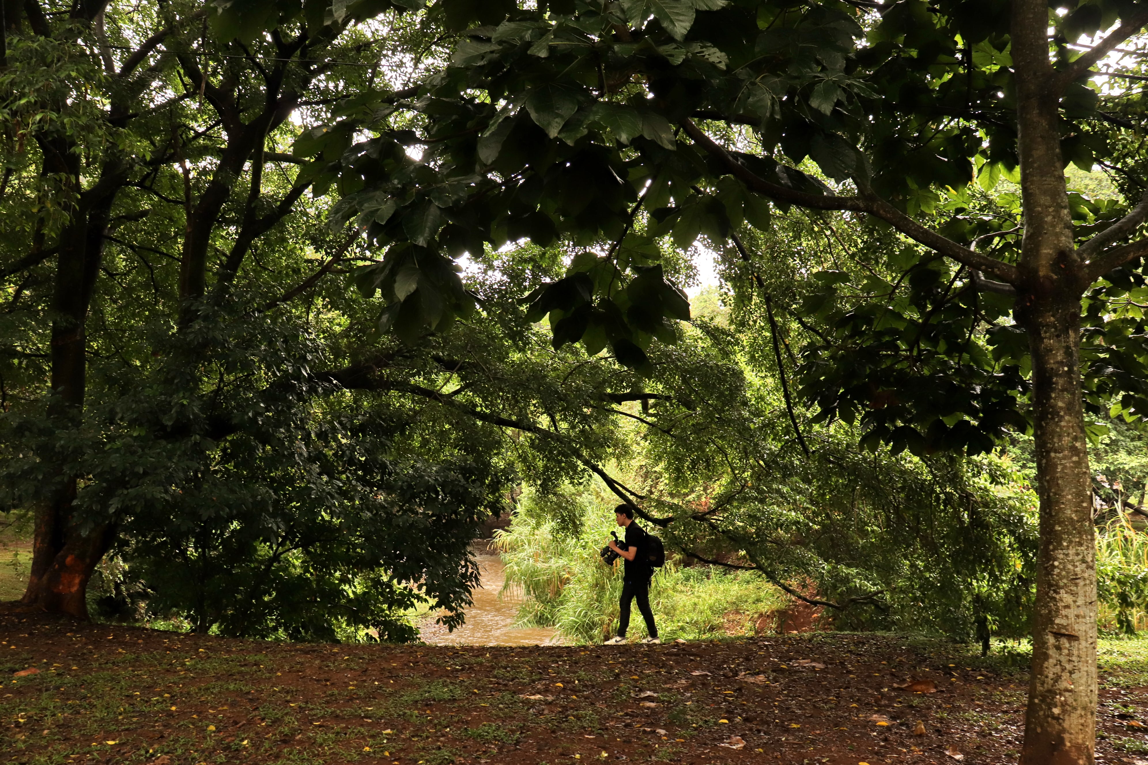Cali tiene una de las redes de bosques urbanos mas extensa de américa latina.