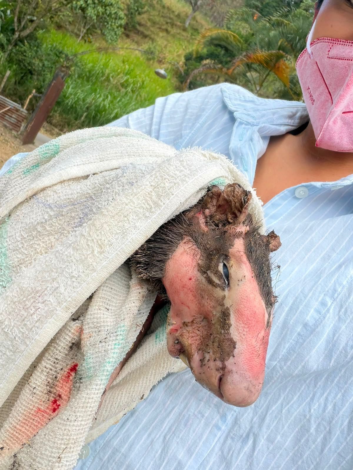 Incendios en Cundinamarca dejan 1.512 hectáreas quemadas y 11 animales muertos.