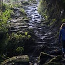 El Valle del Cocora, en el departamento del Quindío, es uno de las bellezas más destacadas del paisaje cafetero.