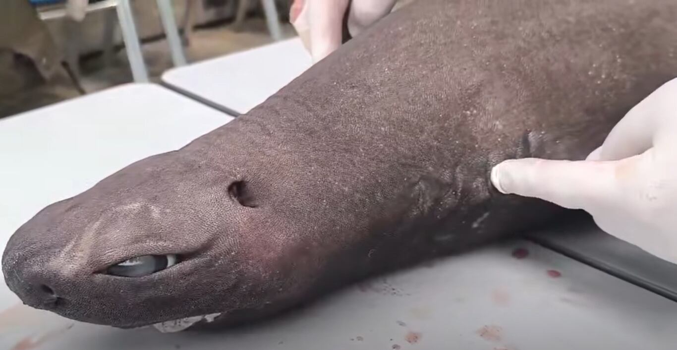 El análisis interno permitió comprobar teorías que hasta ahora solo eran suposiciones.