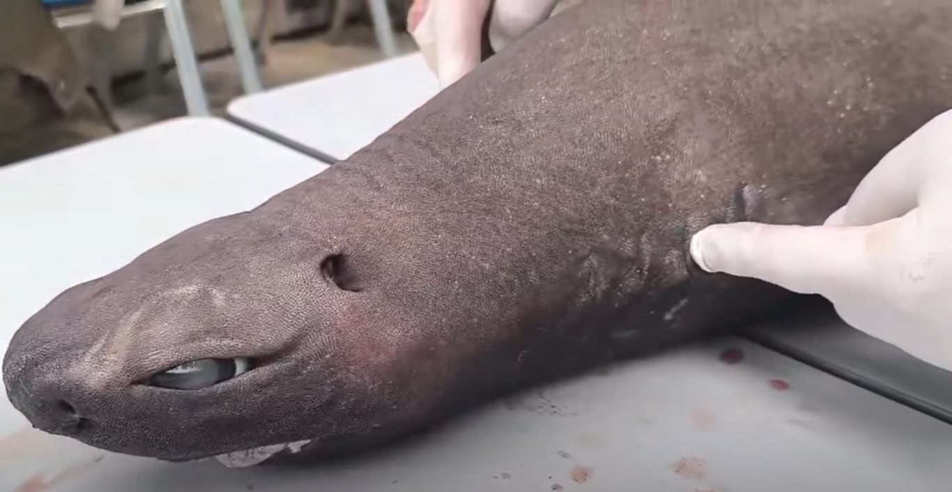 El análisis interno permitió comprobar teorías que hasta ahora solo eran suposiciones.