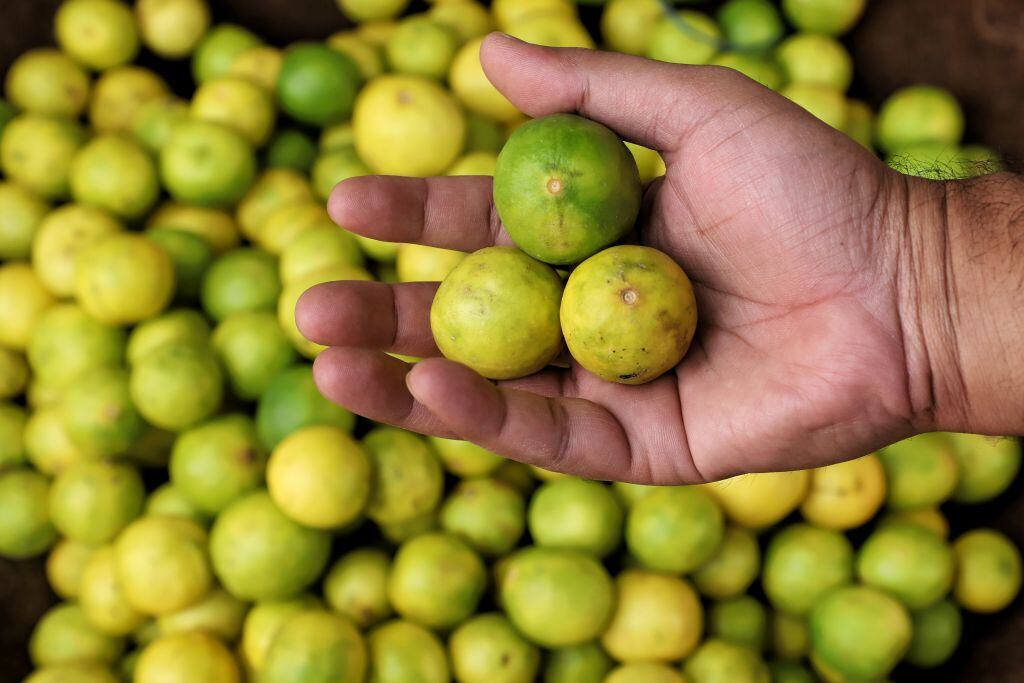 ¿El jugo de limón es apropiado para el acné?