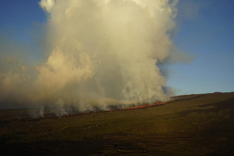 Ocho científicos que se encontraban en Wolf ejecutando un trabajo de campo con las iguanas rosadas fueron movilizados a otra área por "precaución".