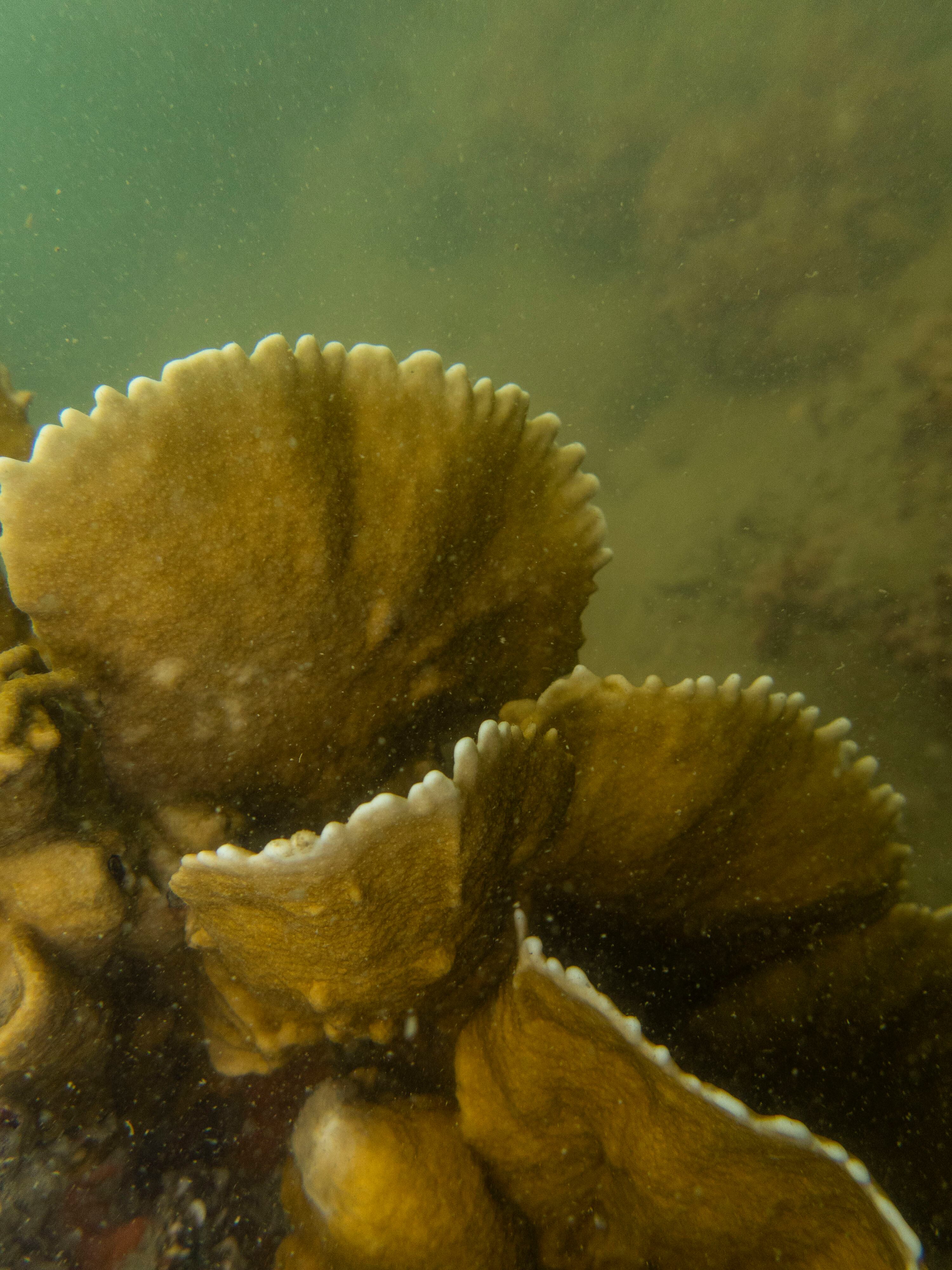 Corales en el departamento del Atlántico.