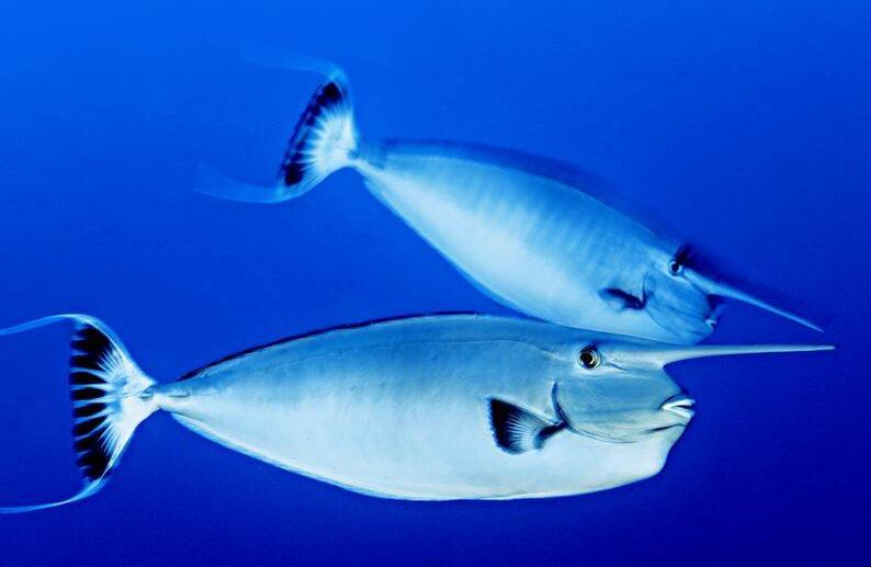Los cuernos de un par de peces unicornio casi se cruzan mientras patrullan las aguas cercanas al borde del arrecife (Islas de la Línea Meridionales, 2009). FOTO: Brian Skerry/National Geographic