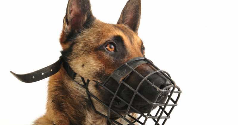 Para el caso de los perros que están en vías y lugares abiertos al público, siempre deben ser llevados con correa y bozal y, al igual que, portar el respectivo permiso. 