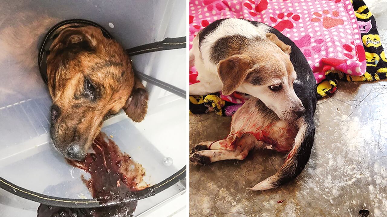 Terry Hurtado, concejal de Cali, acompaña los procesos de recuperación de los animales y aporta económicamente para los tratamientos.