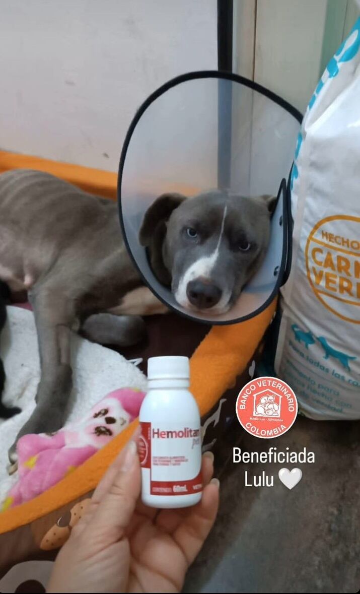 Perrita en ayudada por Banco Veterinario de Colombia