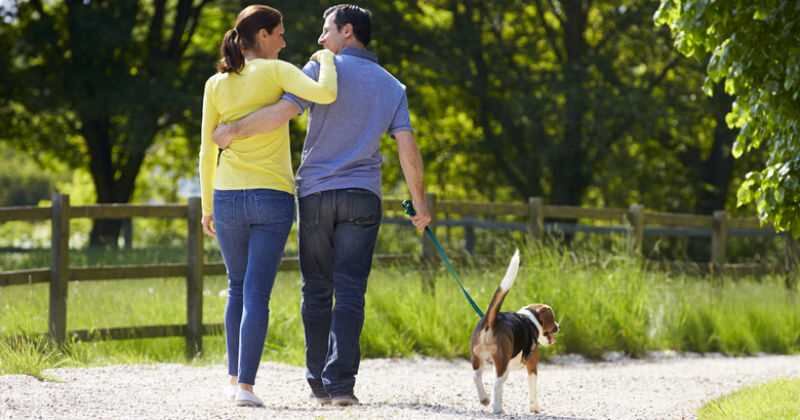 Los dueños de las mascotas podrán ser multados por diversas razones.